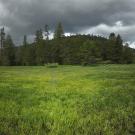 broad landscape showing green meadow with tall grass in front of tree-covered mountain and dramatic, cloudy sky