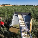 From up above, we see a thick orchard of trees with greyish-green leaves. A red machine is in the middle, and nearby a conveyor belt with small green fruits. At the horizon, low, brown, tree-studded hills beneath a clear blue sky.