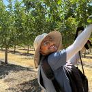 close-up of a man in an orchard, wearing a hat and reaching up into green leaves.