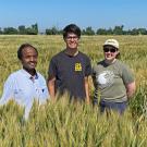 Two men and a woman stand in a field of waist-high, gold-green grasses.