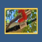 Irrigation device for walnut trees