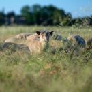 Pretty close-up shot of sheep grazing in tall grass in a mountain meadow. One sheep is looking straight at the camera.
