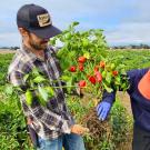 A man out in a field, holding a bushy plant with large, bright red peppers hanging on it. A woman is with him, her hand on the handle of a shovel.