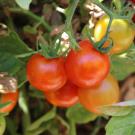 Close-up of cluster of red tomatoes on a bush