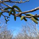 Close-up of bud-like structures on a tree branch, against a background of trees with yellow-green leaves just starting to come out.