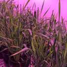 Wheat was grown in an office in Australia and monitored to learn more about differences between individual plants in rates of photosynthetic efficiency.