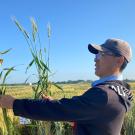 Man in a field of golden grain. He's holding two plants, one taller than the other, and looking at them. Blue sky above.