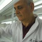 Man oversees greenhouse crops
